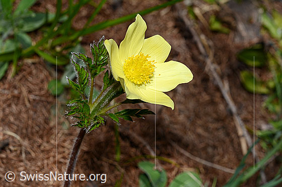 Foto: Blüte der Schwefel-Anemone (Pulsatilla alpina subsp. apiifolia). Wird auch Gelbe Alpen-Kuhschelle genannt.
Umgebung: Lichter Lärchenwald an der Waldgrenze. 2070m ü.M.
Lat.: Pulsatilla alpina subsp. apiifolia
Familie: Ranunculaceae (Hahnenfussgewächse)