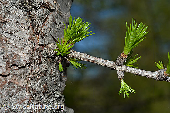 Foto: Europäische Lärche (Larix decidua). Frische Lärchentriebe.
Umgebung: Lichter Lärchenwald an der Waldgrenze. 2070m ü.M.
Lat.: Larix decidua
Familie: Pinaceae (Kieferngewächse)
Gattung: Larix (Lärchen)