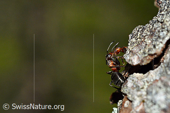 Photo: Probably Formica lugubris  on the trunk of a larch. Length 4 - 9mm. View from the side.