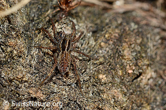 Pardosa monticola (Wolfspinne)