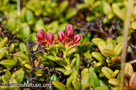Foto: Alpenazalee (Loiseleuria procumbens), kurz vor dem Blühen.