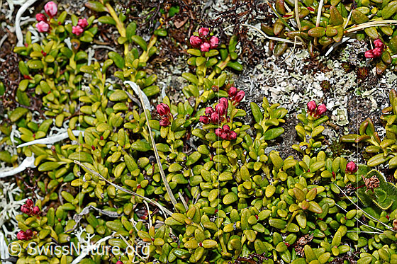 Foto: Alpenazalee (Loiseleuria procumbens). Die Alpenazalee ist ein Spalierstrauch, welcher sich dem Boden entlang ausbreitet.