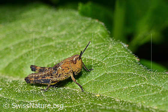 Wiesengrashüpfer (Chorthippus dorsatus)