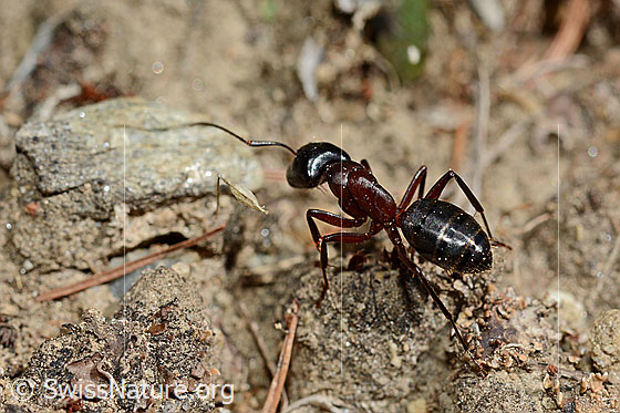 Braunschwarze Rossameise (Camponotus ligniperda)
