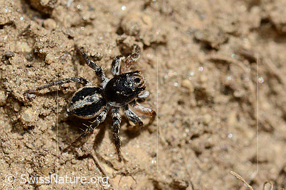 Photo: Aelurillus v-insignitus, male. View from above.
body length: 4 - 5mm.