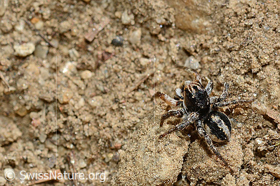 Photo: V-Fleck-Springspinne, male. View from above.
body length: 4 - 5mm.