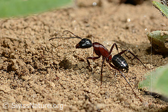 Photo: Camponotus ligniperda when transporting grains of sand. 