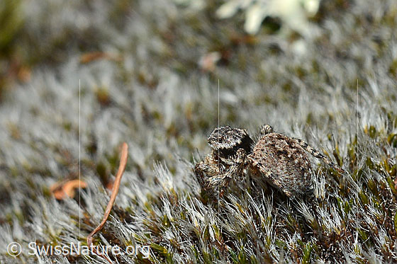 Foto: V-Fleck-Springspinne (Aelurillus v-insignitus). Weibchen. Ansicht von seitlich hinten.
Körperlänge: 5 - 7mm.