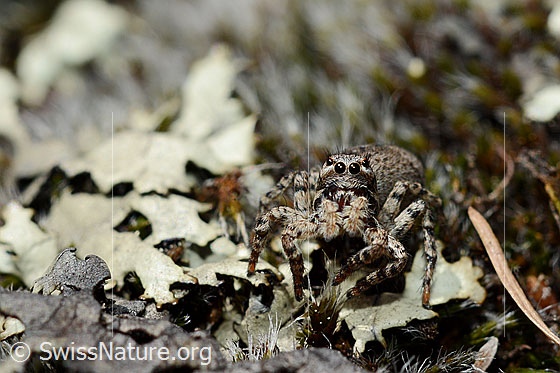 Foto: V-Fleck-Springspinne (Aelurillus v-insignitus). Weibchen. Ansicht von vorne.
Körperlänge: 5 - 7mm.