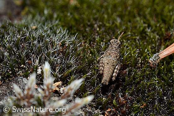 Photo: Oedipoda caerulescens on moss. Larva, view from behind.
