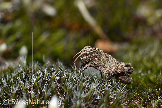 Photo: Oedipoda caerulescens on moss. Larva, view from the side.