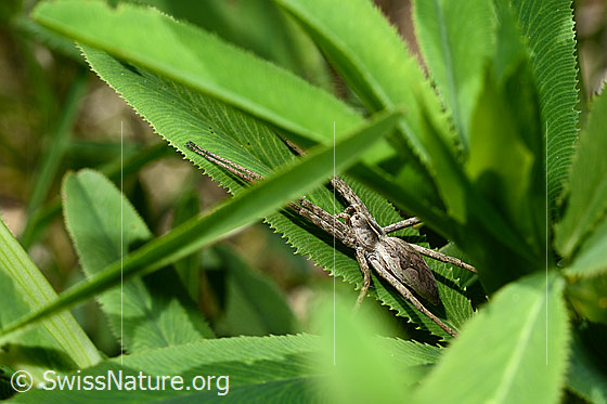 Photo: The spider lies in wait for prey on a leaf.
