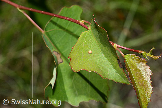 Foto: Ei eines Nachfalters, Grosser Gabelschwanz (Cerura vinula) auf Blattoberseite einer Espe (Populus tremula).