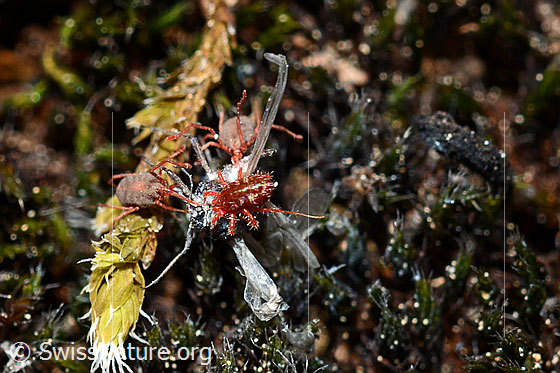 Foto: Raubmilben (Phytoseiulus persimilis) in unterschiedlichen Larvenstadien saugen an totem Insekt.