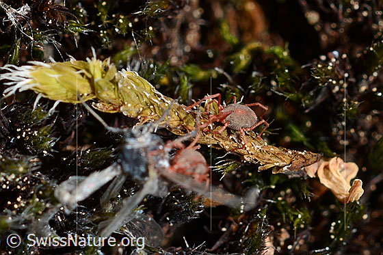Foto: Raubmilbe (Phytoseiulus persimilis) unterwegs zu totem Insekt.
