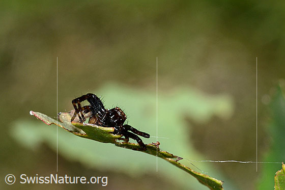 Foto: Südliche Glanz-Krabbenspinne (Synema globosum). Ansicht von vorne.
Körpergrösse: Männchen 3 - 4mm, Weibchen 6 - 8mm.