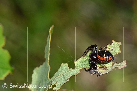 Südliche Glanz-Krabbenspinne (Synema globosum)