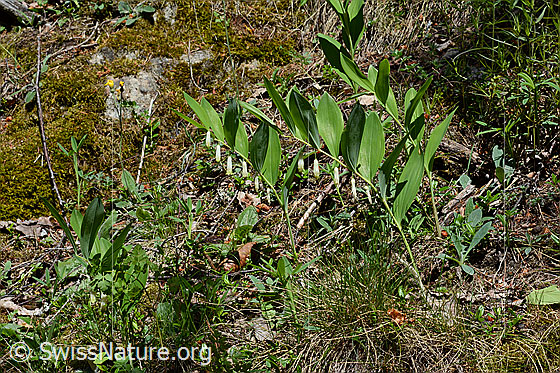 Foto: Echtes Salomonssiegel (Polygonatum odoratum). Ganze Pflanzen (Habitus). 