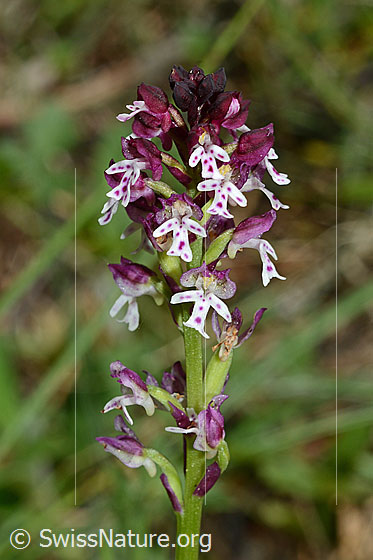 Foto: Schwärzliches Knabenkraut (Orchis ustulata). Blütenstand.