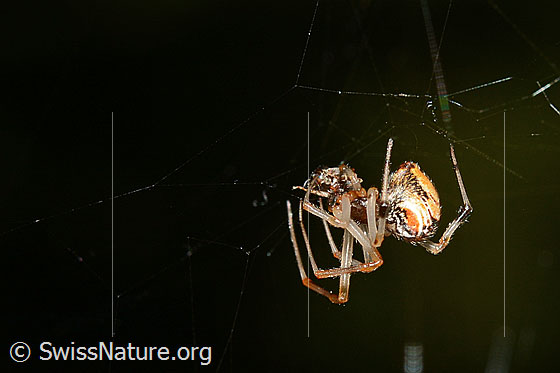 Photo: Spider in the web