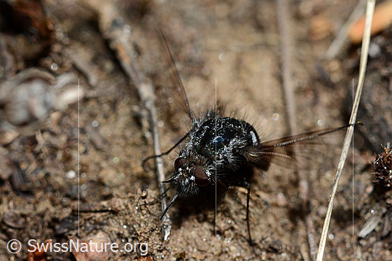 Foto: Schwarzer Wollschweber (Bombylius ater). Ansicht von seitlich vorne oben.