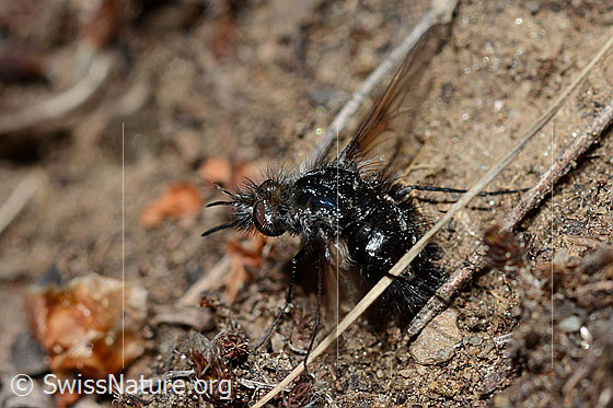 Foto: Schwarzer Wollschweber (Bombylius ater).