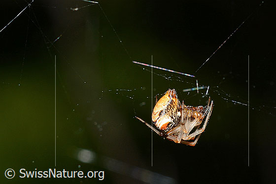 Photo: Spider in the web.