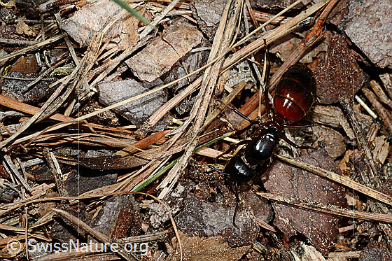 Foto: Rossameise (Camponotus cruentatus) sucht nach Nahrung.