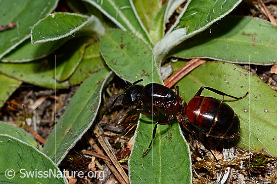 Rossameise (Camponotus cruentatus)