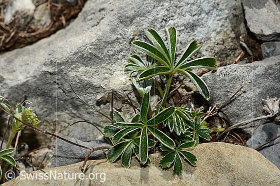 Photo: Alchemilla nitida. Leaves.