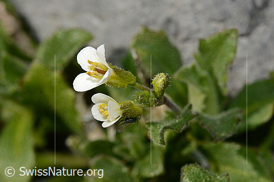 Alpen-Gänsekresse (Arabis alpina)