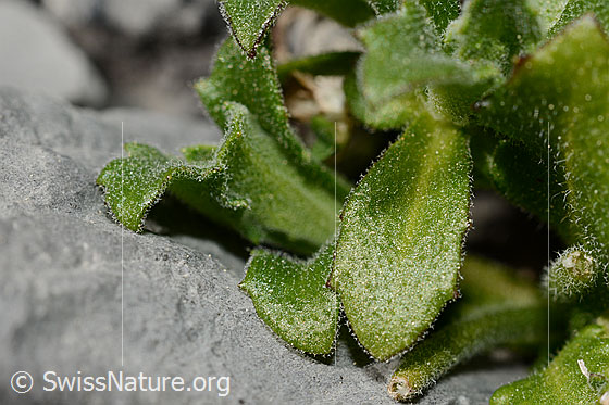 Photo: Arabis alpina. Leaves.