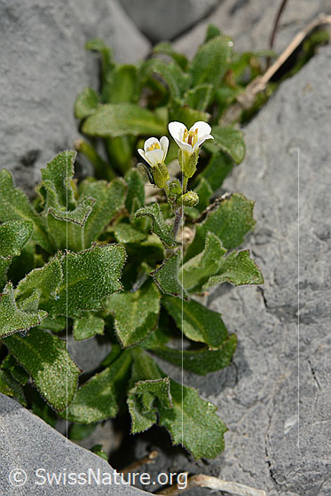 Photo: Arabis alpina. Whole plant.