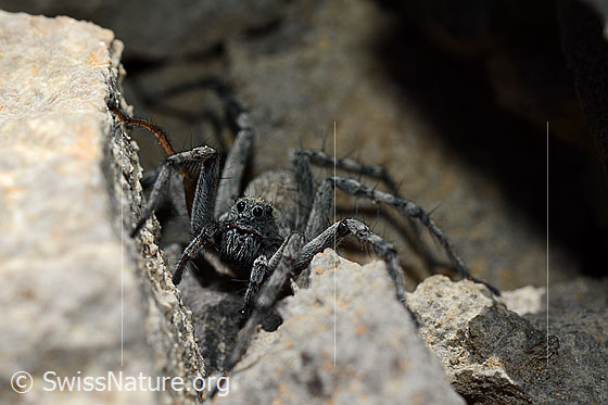 Photo: Probably it is a female of the wolf spider species Pardosa saturatior.