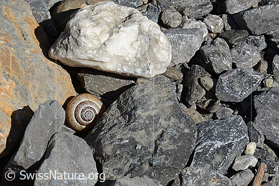 Photo: Arianta arbustorum between stones.