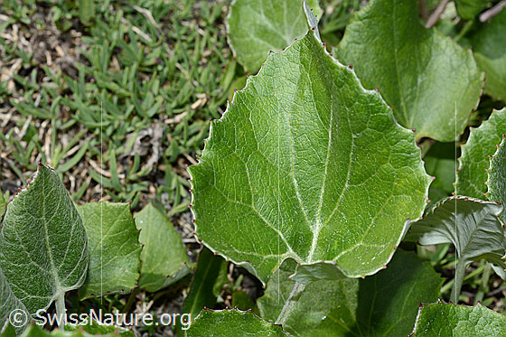 Foto: Alpen-Pestwurz (Petasites paradoxus). Blatt.
