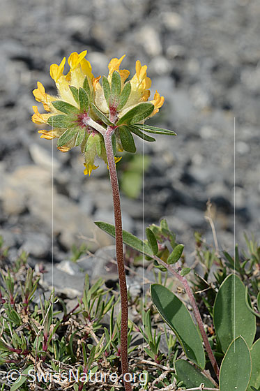 Foto: Wahrscheinlich Alpen-Wundklee (Anthyllis vulneraria ssp. alpestris). Blüte, Hüllblätter, Stängel und Blätter.