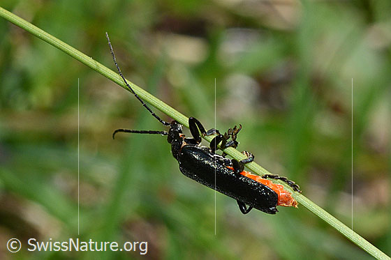 Foto: Käfer aus der Familie der Weichkäfer an Grashalm.. 
Wahrscheinlich Schwarzer Sumpf-Weichkäfer (Cantharis paludosa).