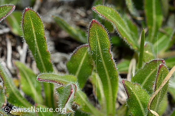 Foto: Gemeines Brillenschötchen (Biscutella laevigata). Blätter.