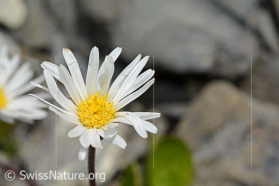 Foto: Wahrscheinlich Alpenmasslieb (Aster bellidiastrum). Blüte.