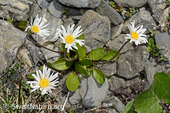 Foto: Wahrscheinlich Alpenmasslieb (Aster bellidiastrum). Ganze Pflanze (Habitus).
Wird auch Alpenmassliebchen und Sternlieb genannt.