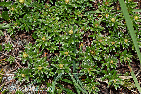 Foto: Bewimperter Steinbrech (Saxifraga aizoides). Blätter und Knospen.