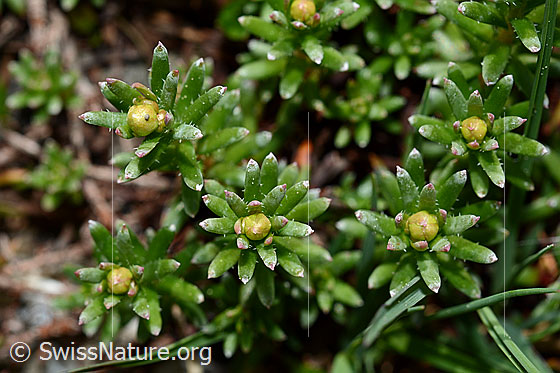 Foto: Bewimperter Steinbrech (Saxifraga aizoides). Blätter und Knospen.
