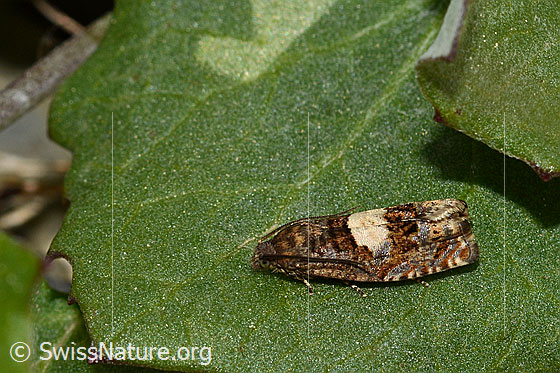 Foto: Huflattich-Wickler (Epiblema sticticana). Ev. auch Epiblema scutulana.