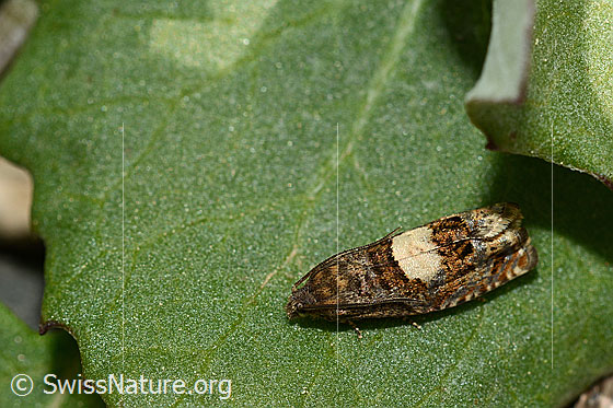 Foto: Huflattich-Wickler (Epiblema sticticana). Ev. auch Epiblema scutulana.