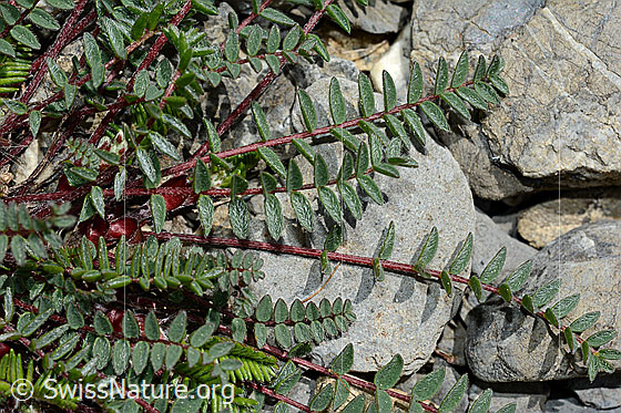 Photo: Oxytropis jacquinii. Stem and leaves.