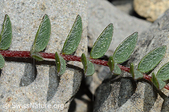 Photo: Oxytropis jacquinii. Stem and leaves.
