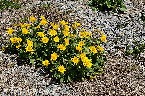 Photo: Doronicum grandiflorum. Whole plant (habit).