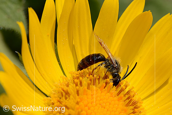 Photo: Probably Lasioglossum fratellum on Doronicum grandiflorum. Length 6 - 8mm. Female. View from the side.