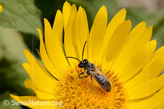 Photo: Probably Lasioglossum fratellum on Doronicum grandiflorum. Length 6 - 8mm. Female. View from above.